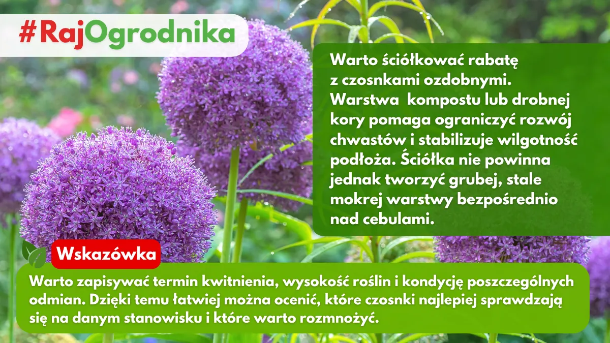 Porady dotyczące uprawy czosnków ozdobnych w ogrodzie blog sklep rajogrodnika
